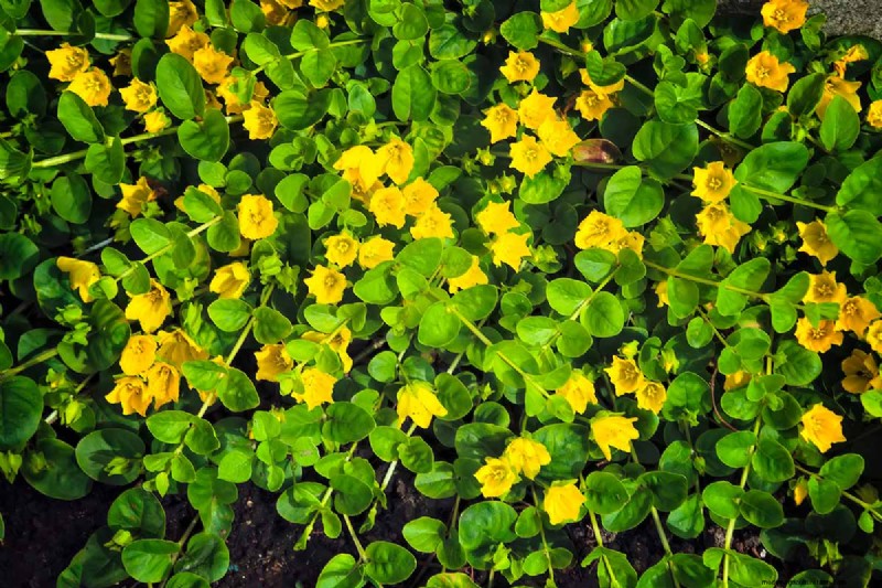 Hur man växer och tar hand om krypande Jenny (Moneywort):En komplett guide 