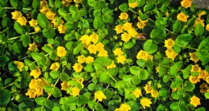 Comment faire pousser et prendre soin de Creeping Jenny (Moneywort) :un guide complet 