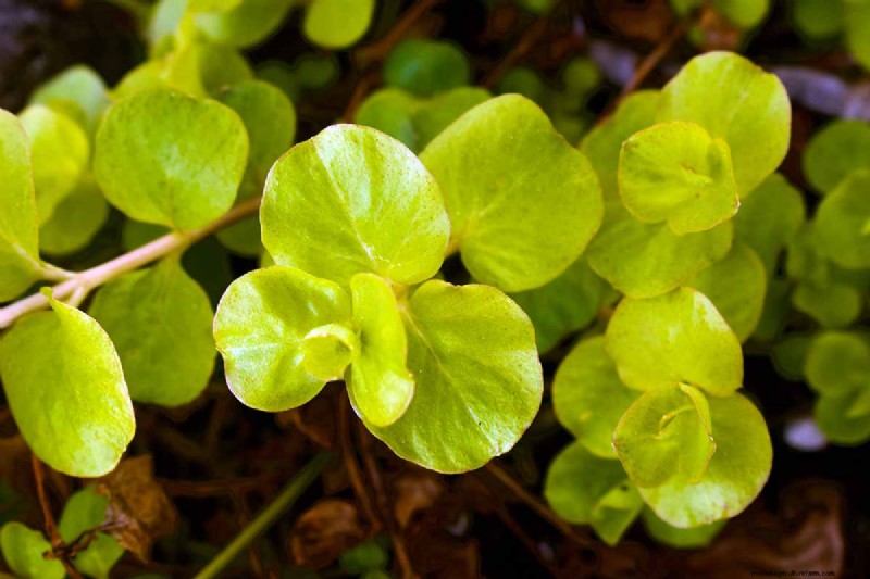 Hur man växer och tar hand om krypande Jenny (Moneywort):En komplett guide 