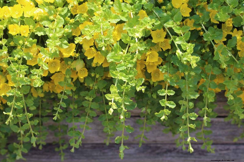 Hur man växer och tar hand om krypande Jenny (Moneywort):En komplett guide 