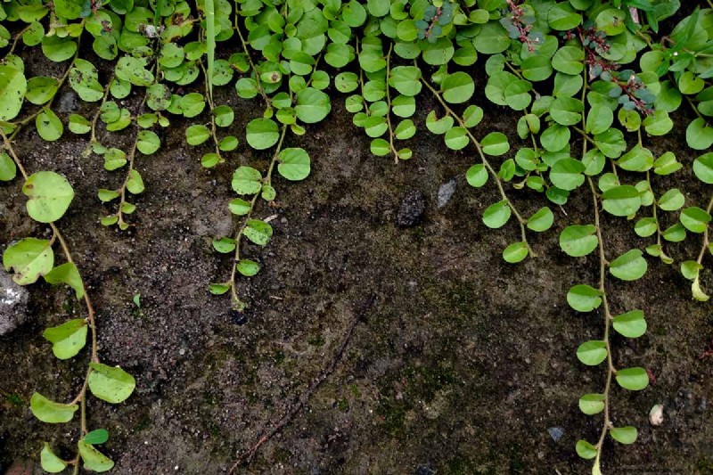 Hur man växer och tar hand om krypande Jenny (Moneywort):En komplett guide 