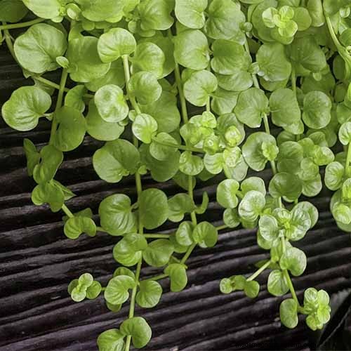 Hur man växer och tar hand om krypande Jenny (Moneywort):En komplett guide 