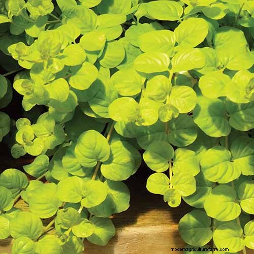 Hur man växer och tar hand om krypande Jenny (Moneywort):En komplett guide 