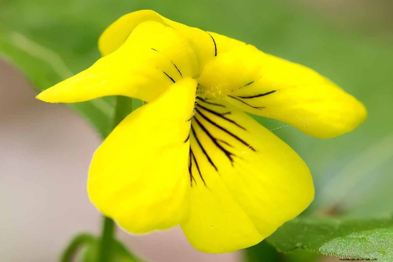 Grow Wild Violets:En praktisk guide för din trädgård 