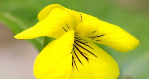 Cultiva violetas silvestres:una guía práctica para tu jardín 