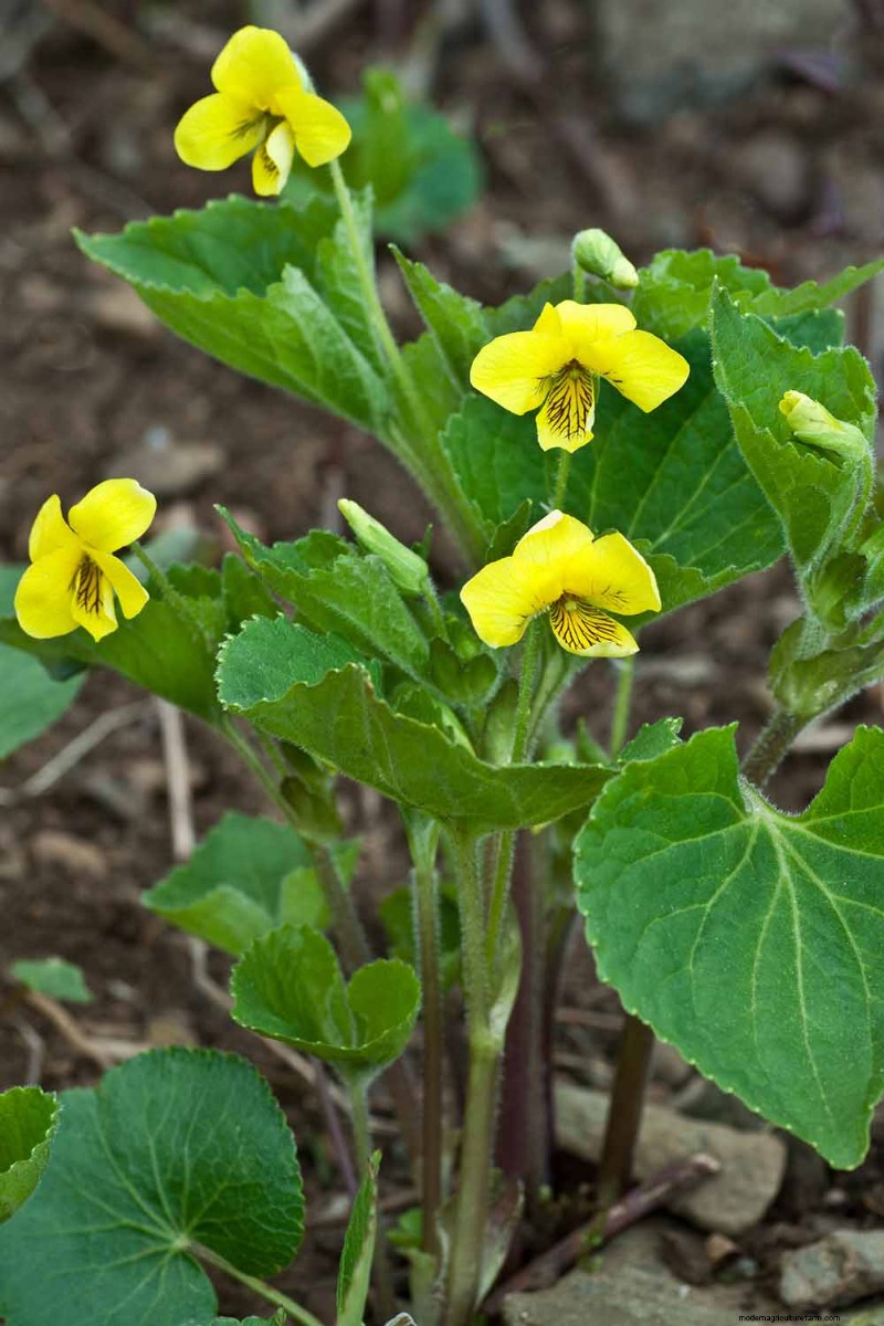 Grow Wild Violets:En praktisk guide för din trädgård 
