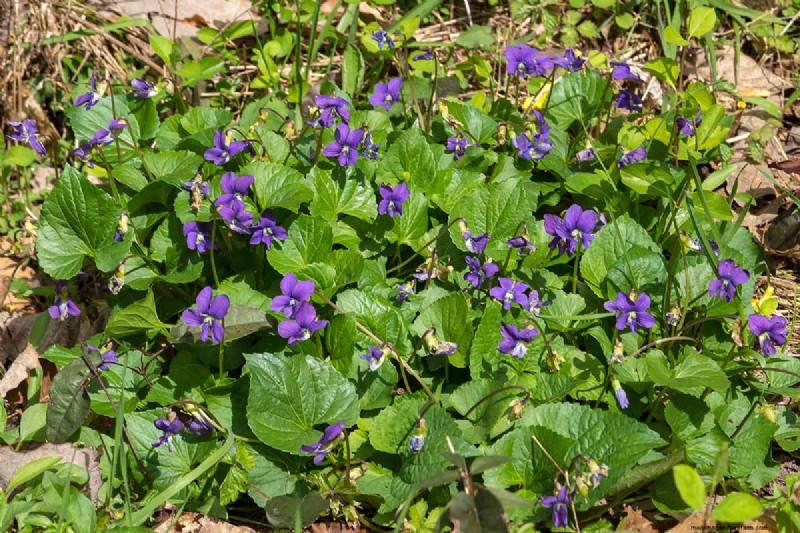 Grow Wild Violets:En praktisk guide för din trädgård 