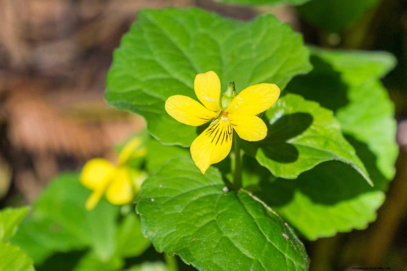 Grow Wild Violets:En praktisk guide för din trädgård 