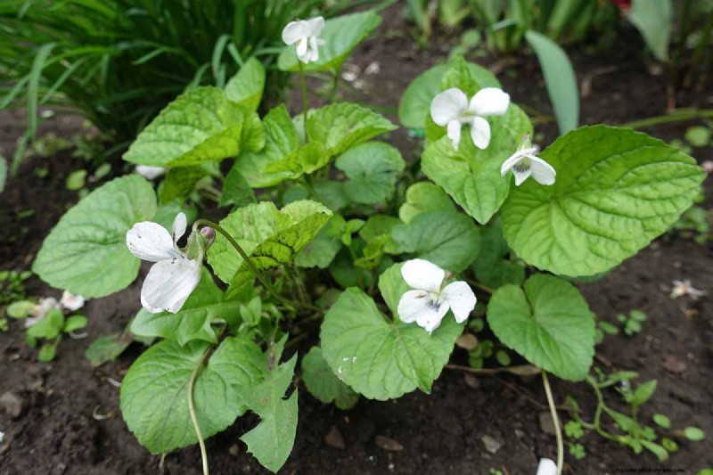 Grow Wild Violets:En praktisk guide för din trädgård 