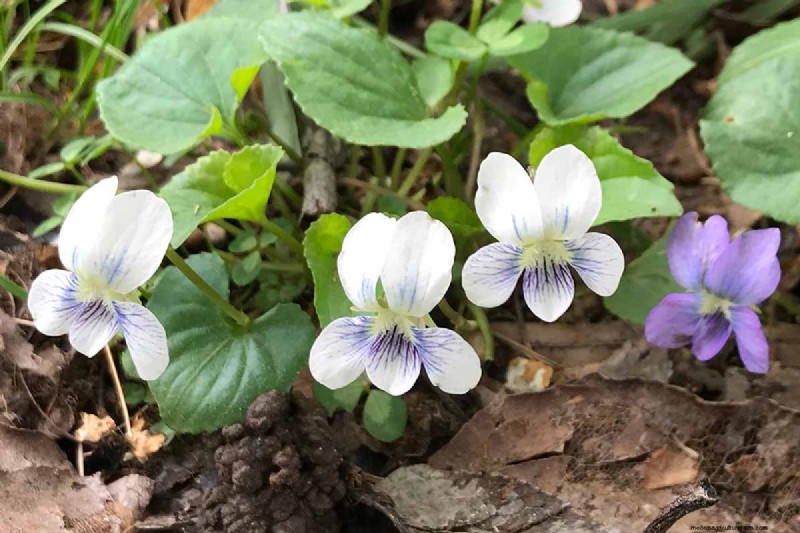 Grow Wild Violets:En praktisk guide för din trädgård 
