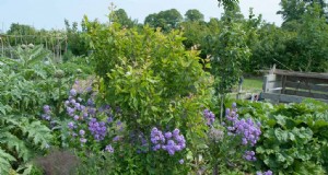 Begeleiding bij planten beheersen:hoe kruiden de smaak, gezondheid en resistentie tegen ongedierte versterken 