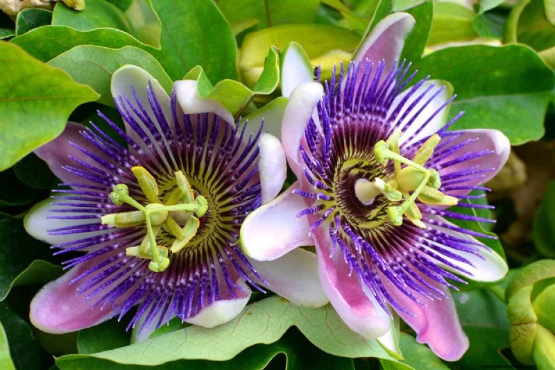 17 bästa passionsblomssorter för din trädgård – en praktisk guide