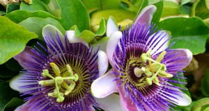 17 meilleures variétés de passiflore pour votre jardin – Un guide pratique 