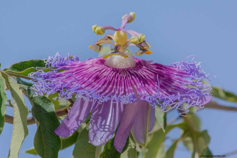 17 bästa passionsblomssorter för din trädgård – en praktisk guide
