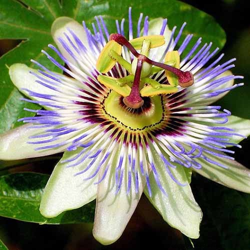 17 bästa passionsblomssorter för din trädgård – en praktisk guide