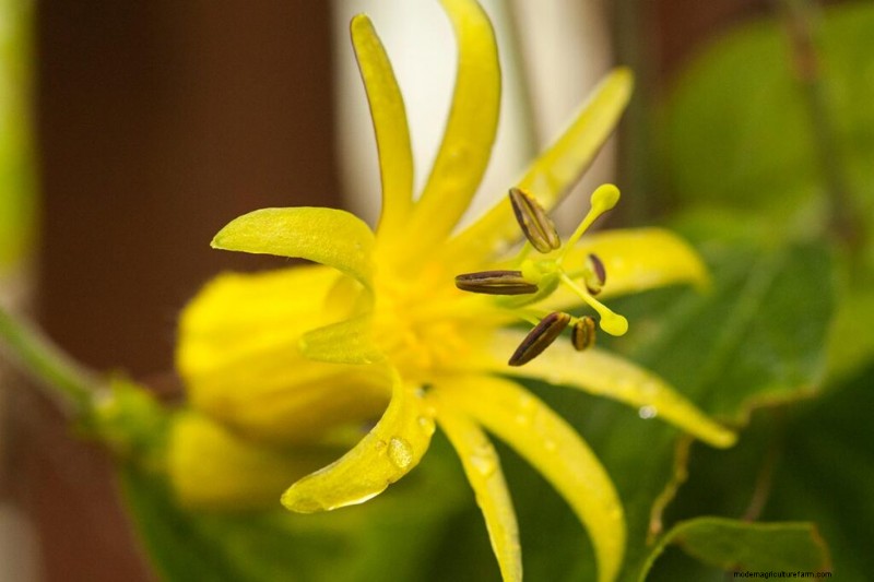17 bästa passionsblomssorter för din trädgård – en praktisk guide