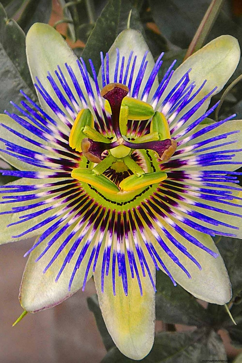 17 bästa passionsblomssorter för din trädgård – en praktisk guide