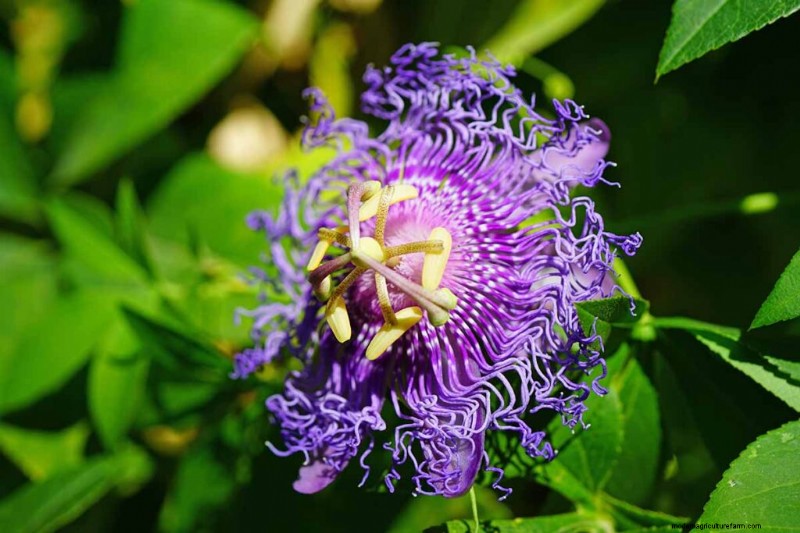 17 bästa passionsblomssorter för din trädgård – en praktisk guide