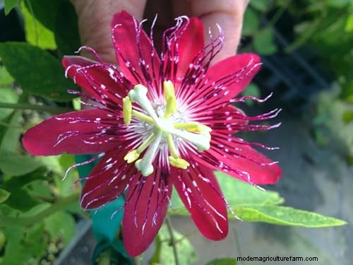 17 bästa passionsblomssorter för din trädgård – en praktisk guide