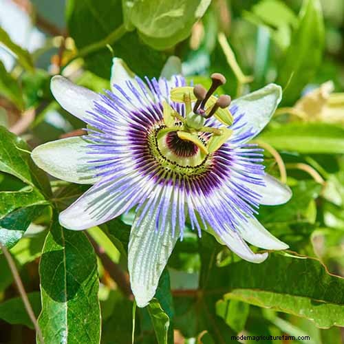 17 bästa passionsblomssorter för din trädgård – en praktisk guide