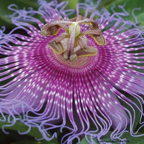 17 bästa passionsblomssorter för din trädgård – en praktisk guide