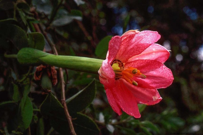 17 bästa passionsblomssorter för din trädgård – en praktisk guide