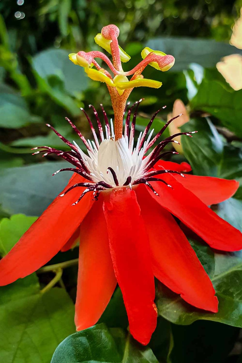 17 bästa passionsblomssorter för din trädgård – en praktisk guide