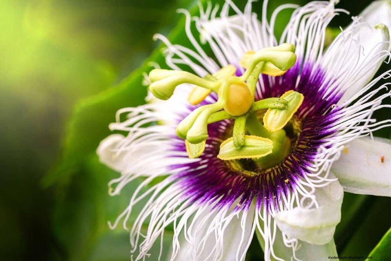 17 bästa passionsblomssorter för din trädgård – en praktisk guide