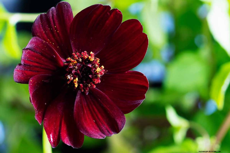 Hur man odlar Chocolate Cosmos Flowers:En komplett guide för trädgårdsmästare 