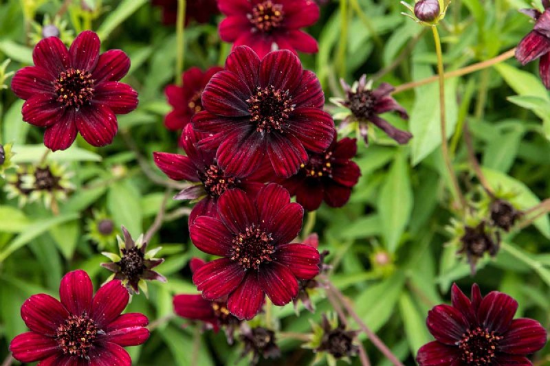 Hur man odlar Chocolate Cosmos Flowers:En komplett guide för trädgårdsmästare 