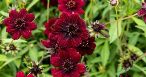 Hur man odlar Chocolate Cosmos Flowers:En komplett guide för trädgårdsmästare 