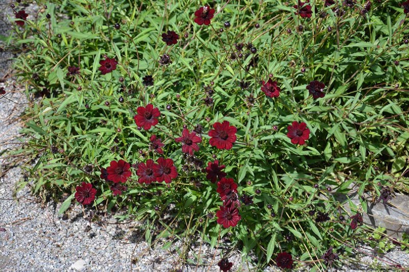 Hur man odlar Chocolate Cosmos Flowers:En komplett guide för trädgårdsmästare 