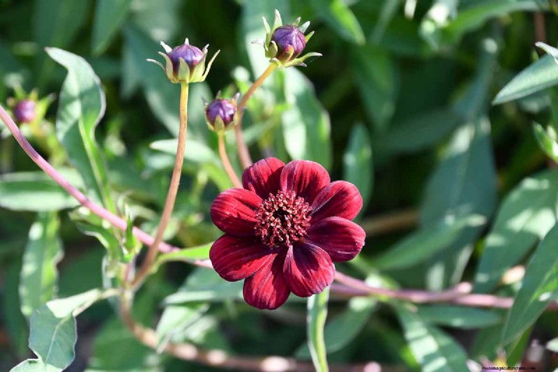 Hur man odlar Chocolate Cosmos Flowers:En komplett guide för trädgårdsmästare 