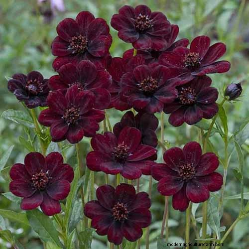 Hur man odlar Chocolate Cosmos Flowers:En komplett guide för trädgårdsmästare 