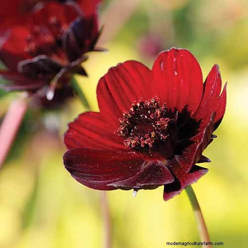 Hur man odlar Chocolate Cosmos Flowers:En komplett guide för trädgårdsmästare 