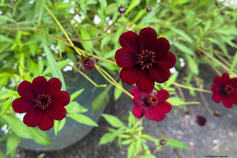 Hur man odlar Chocolate Cosmos Flowers:En komplett guide för trädgårdsmästare 