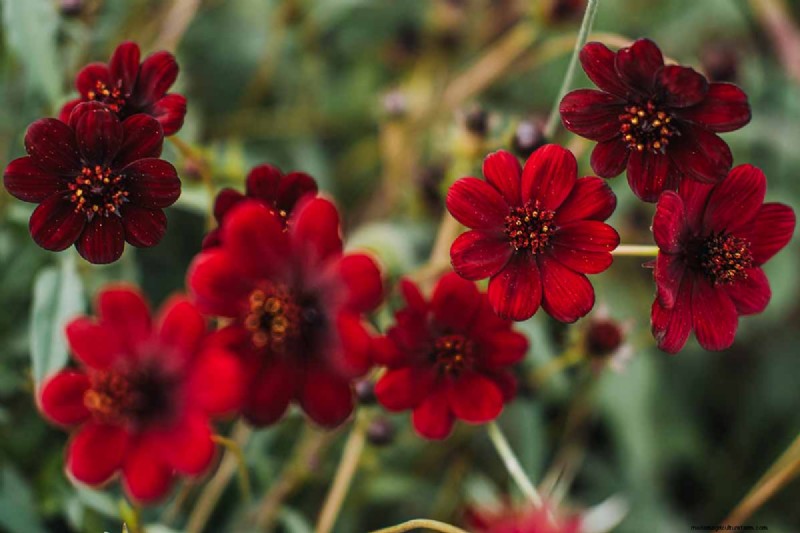 Hur man odlar Chocolate Cosmos Flowers:En komplett guide för trädgårdsmästare 