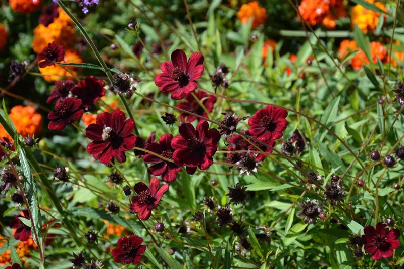 Hur man odlar Chocolate Cosmos Flowers:En komplett guide för trädgårdsmästare 