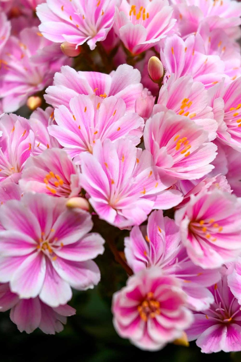 Hur man odlar och tar hand om Lewisia Bitterroot (Cliff Maids) 