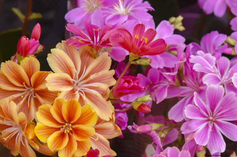 Hur man odlar och tar hand om Lewisia Bitterroot (Cliff Maids) 