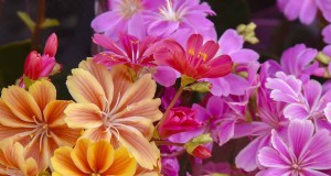 Comment cultiver et entretenir Lewisia Bitterroot (Cliff Maids) 