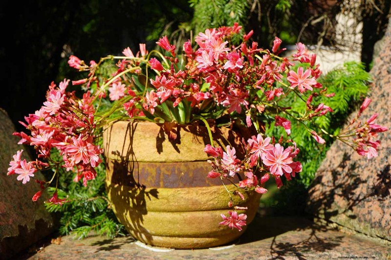 Hur man odlar och tar hand om Lewisia Bitterroot (Cliff Maids) 