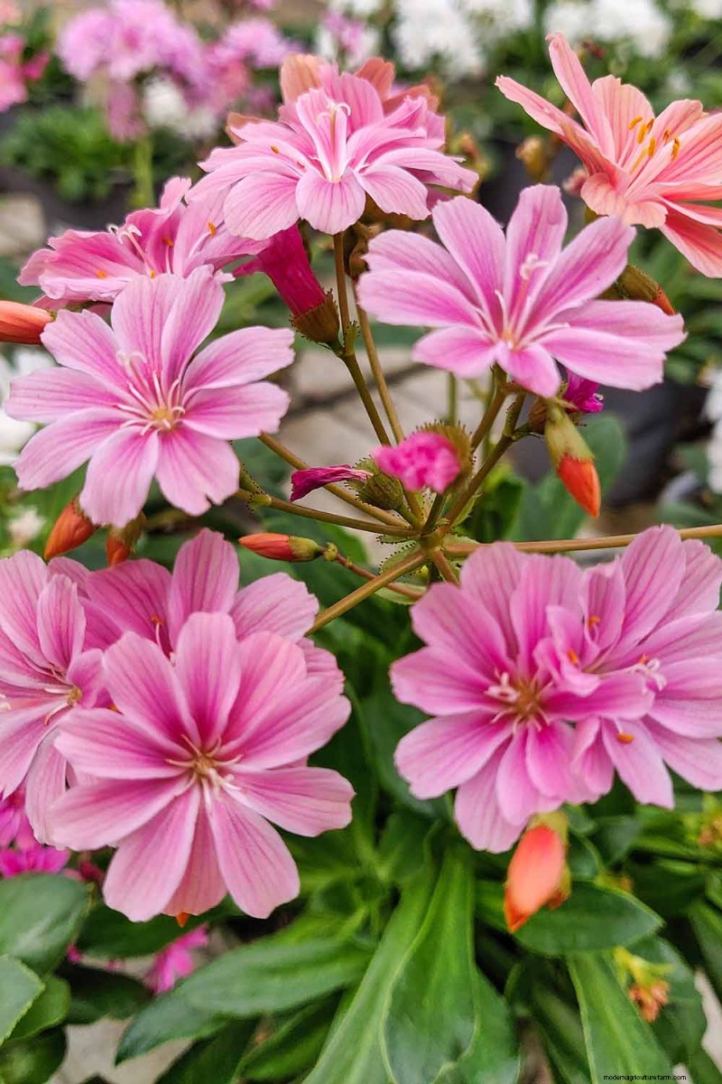 Hur man odlar och tar hand om Lewisia Bitterroot (Cliff Maids) 