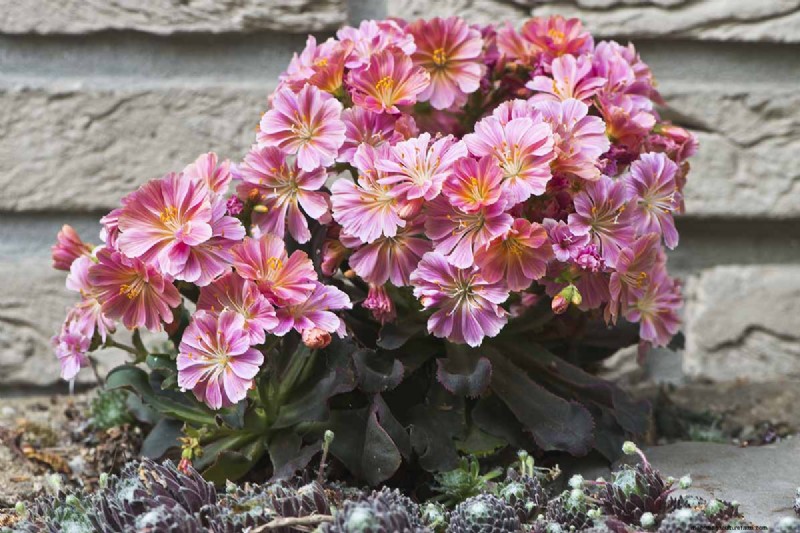 Hur man odlar och tar hand om Lewisia Bitterroot (Cliff Maids) 