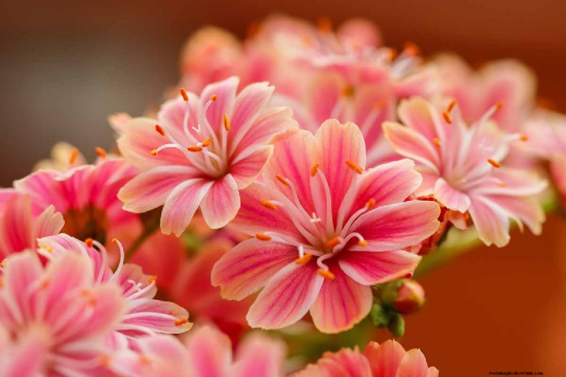 Hur man odlar och tar hand om Lewisia Bitterroot (Cliff Maids) 