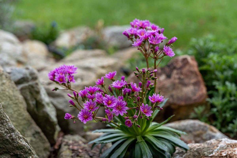 Hur man odlar och tar hand om Lewisia Bitterroot (Cliff Maids) 