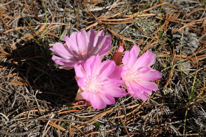 Hur man odlar och tar hand om Lewisia Bitterroot (Cliff Maids) 