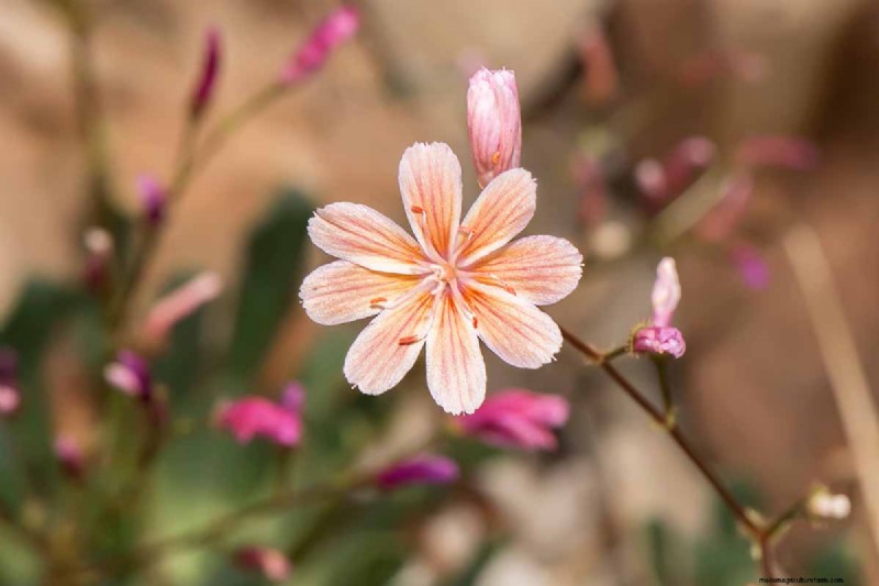 Hur man odlar och tar hand om Lewisia Bitterroot (Cliff Maids) 