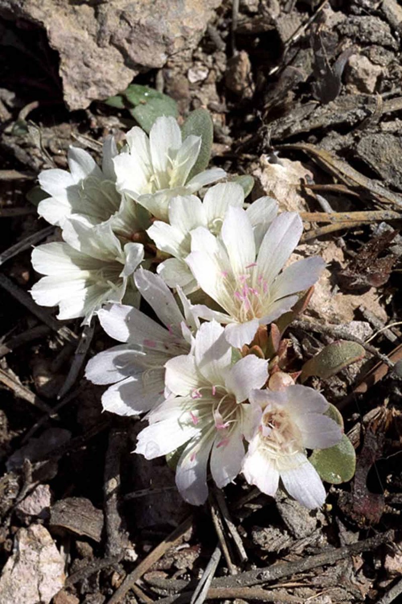 Hur man odlar och tar hand om Lewisia Bitterroot (Cliff Maids)