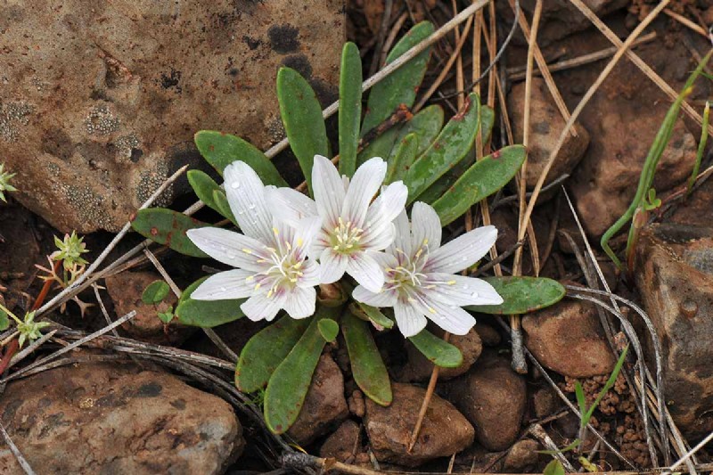 Hur man odlar och tar hand om Lewisia Bitterroot (Cliff Maids) 